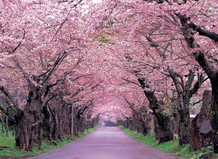 Sakura Blüten Fotos - 100 schöne Bilder kostenlos