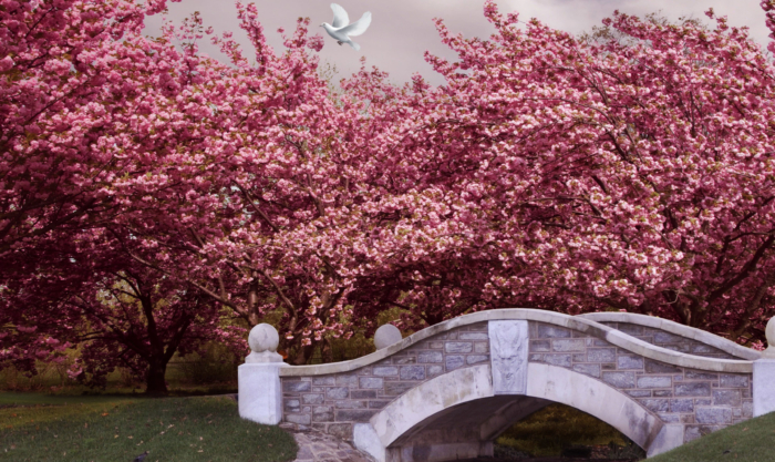 Fotos de flor de sakura - 100 hermosas imágenes gratis