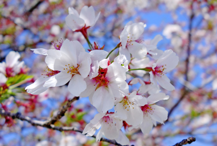 sakura in bloom 40