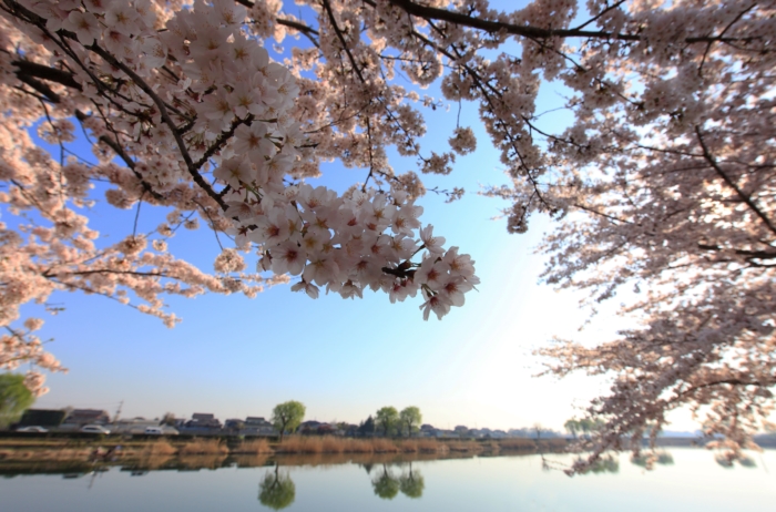 sakura in bloom 41