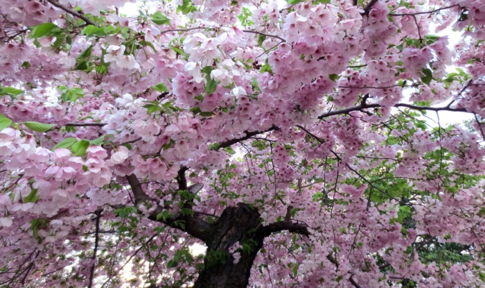 sakura in bloom 42