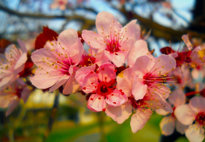 sakura in bloom 45