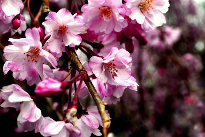 sakura in bloom 46