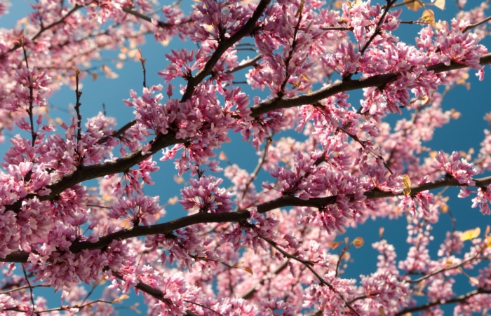 sakura in bloom 47