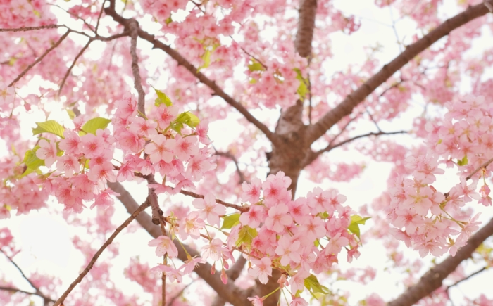 sakura in bloom 48