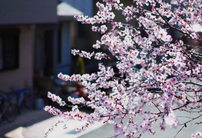 sakura in bloom 49