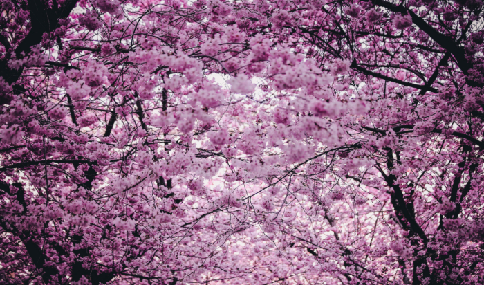 sakura in bloom 5
