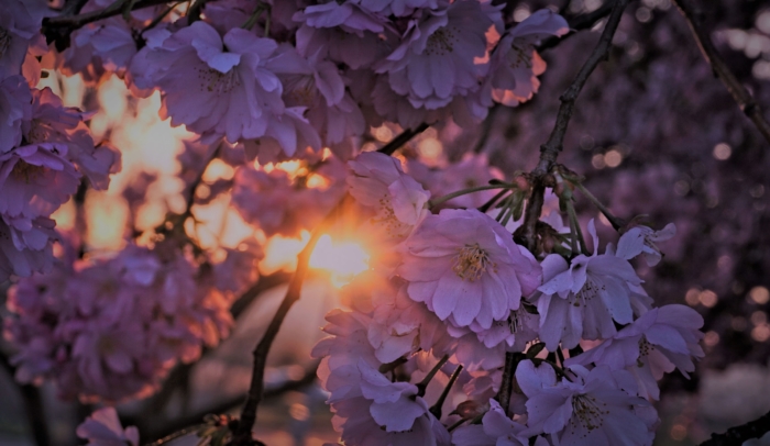 sakura in bloom 51