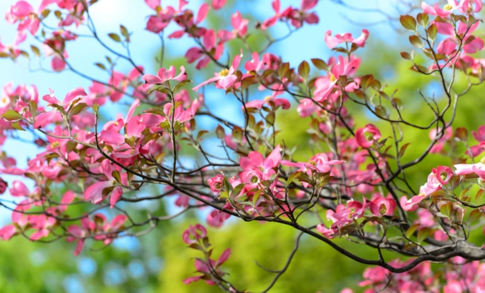 sakura in bloom 52