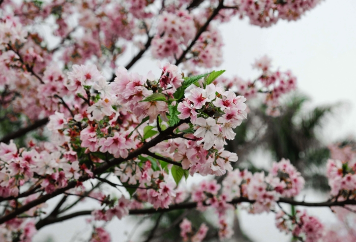 sakura in bloom 54