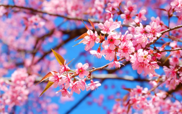 sakura in bloom 55