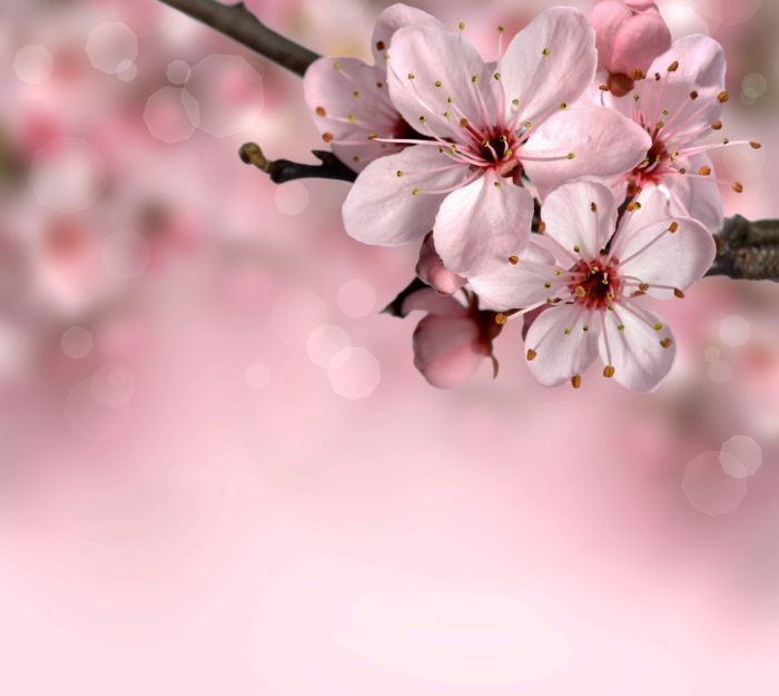Fotos de flor de sakura - 100 hermosas imágenes gratis