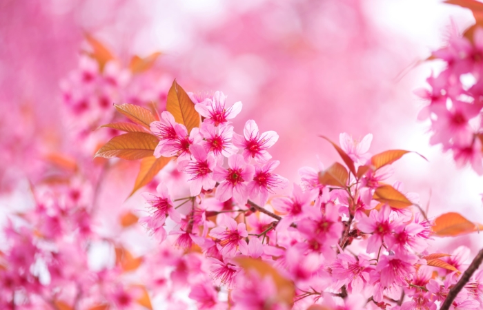 sakura in bloom 58