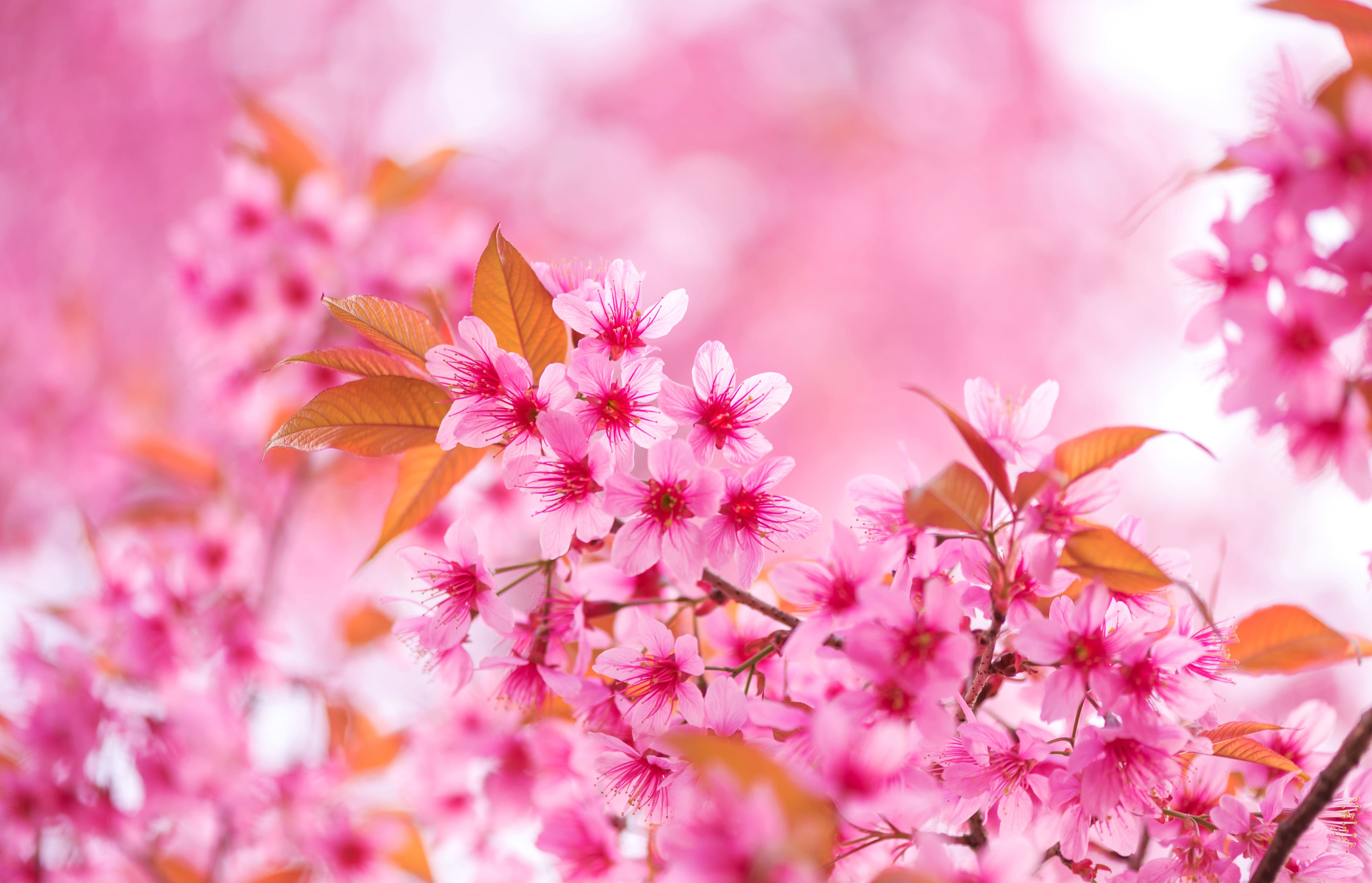 sakura bloom