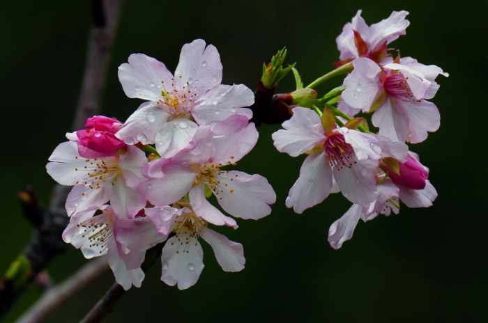 sakura in bloom 59