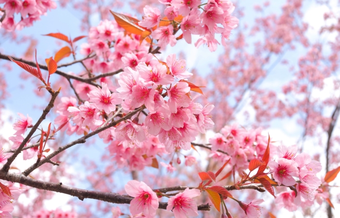 sakura in bloom 60