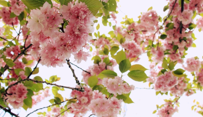 Fotos de flores de Sakura - 100 lindas fotos de graça