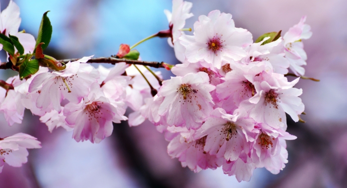 sakura in bloom 65