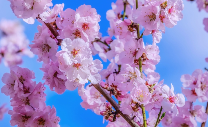 sakura in bloom 66