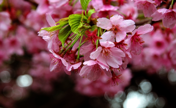 sakura in bloom 68