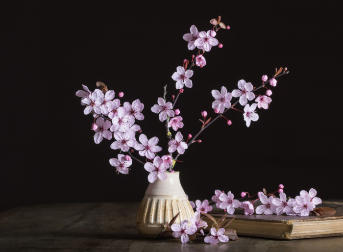 sakura in bloom 69