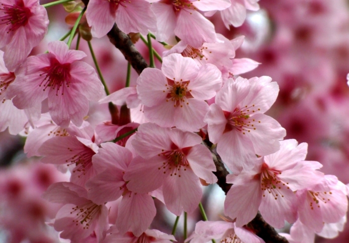 sakura in bloom 70