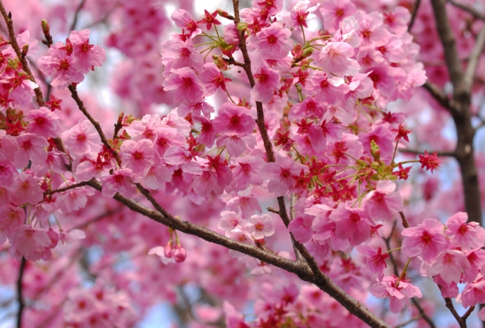 sakura in bloom 71