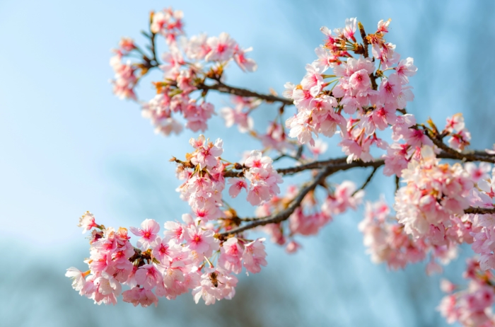 sakura in bloom 72