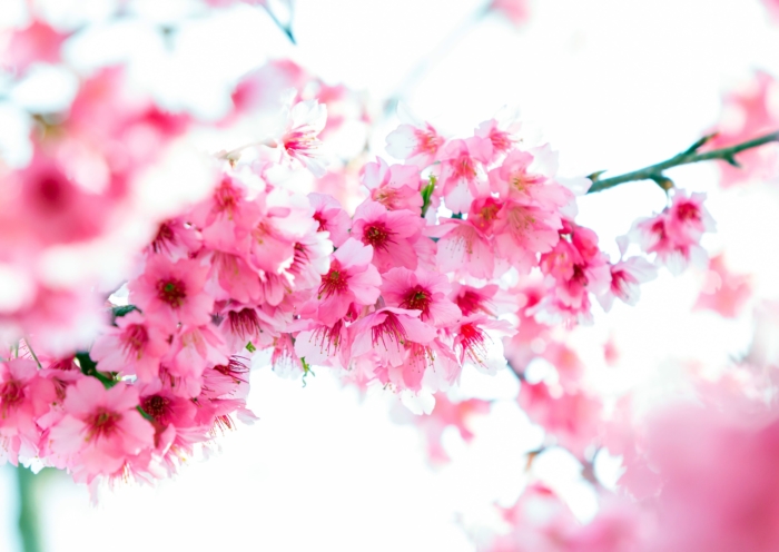 sakura in bloom 73
