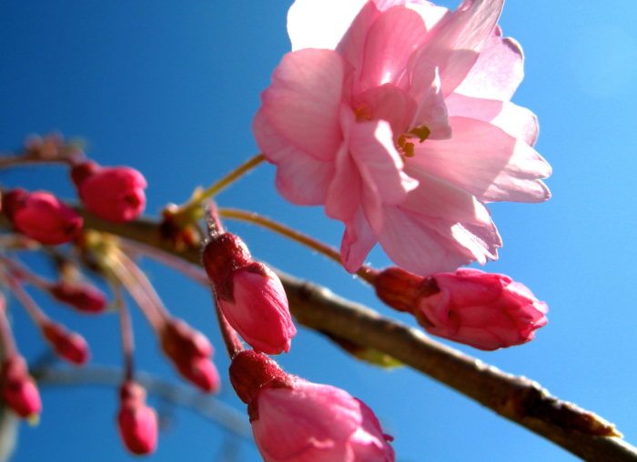 sakura in bloom 74