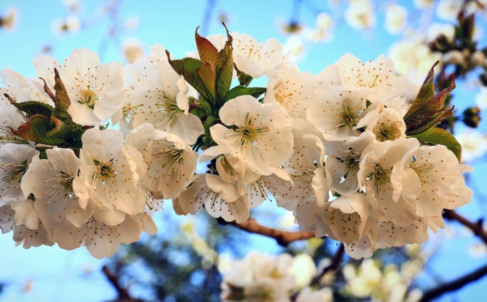 sakura in bloom 75