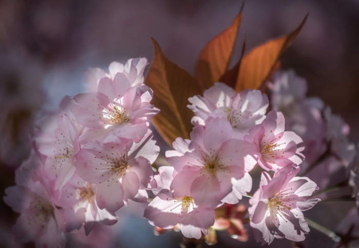 sakura in bloom 77