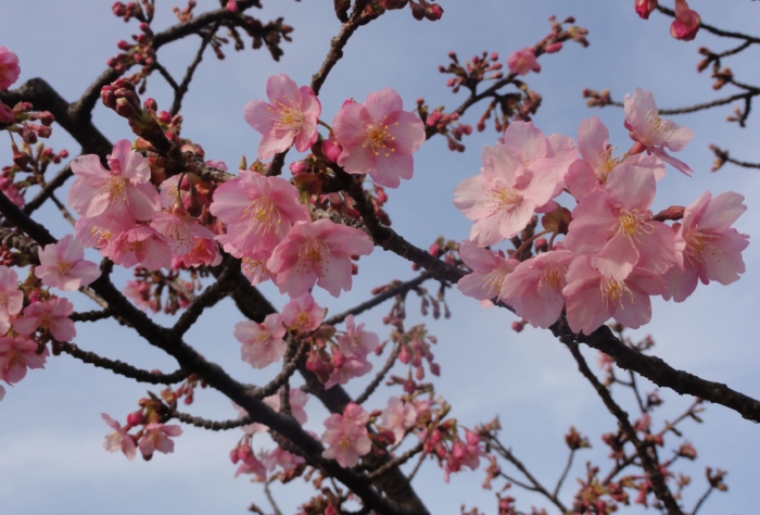 sakura in bloom 79