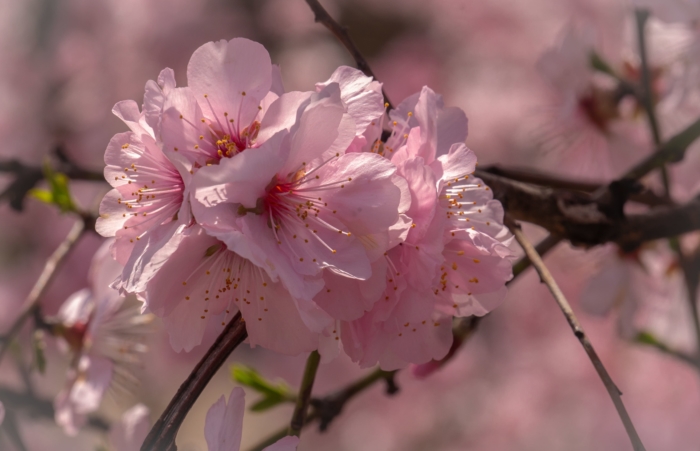 sakura in bloom 80