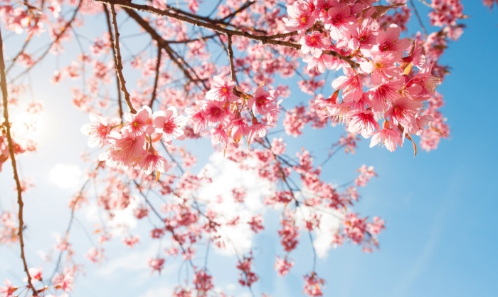 Fotos de flor de sakura - 100 hermosas imágenes gratis