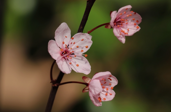 sakura in bloom 83