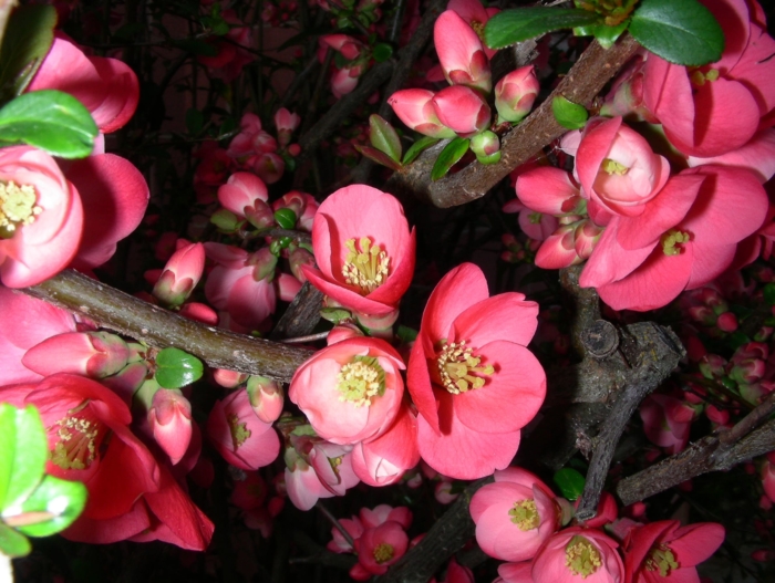 sakura in bloom 85