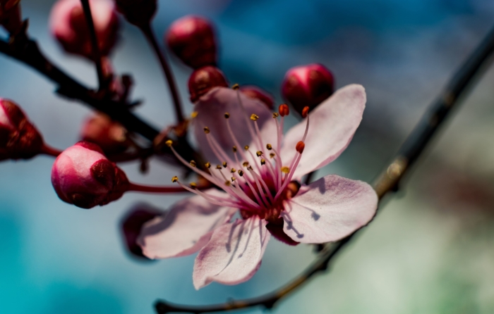 sakura in bloom 86