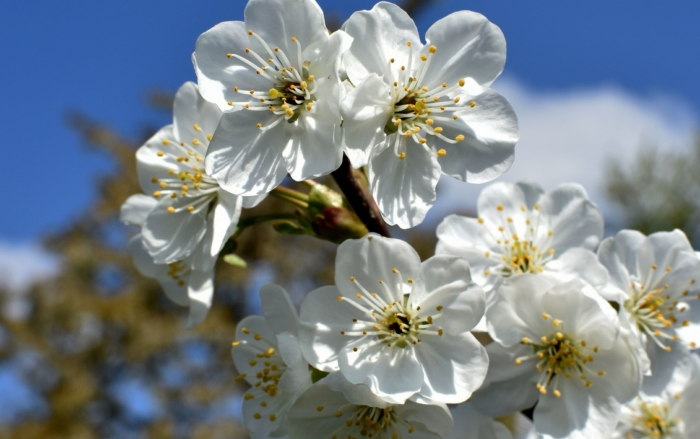 sakura in bloom 87