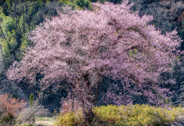 sakura in bloom 9