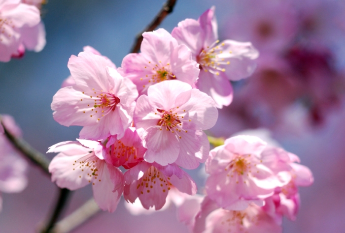 Zdjęcia kwiatów Sakury - 100 pięknych zdjęć za darmo