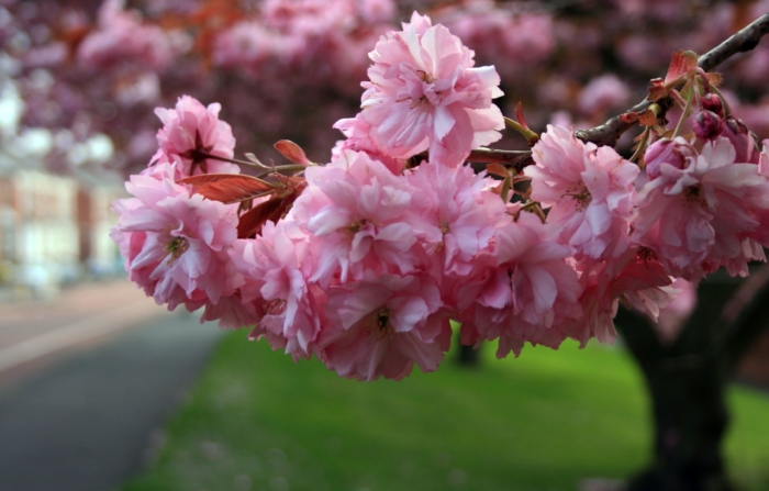 Фотографии цветения сакуры - 100 красивых картинок бесплатно