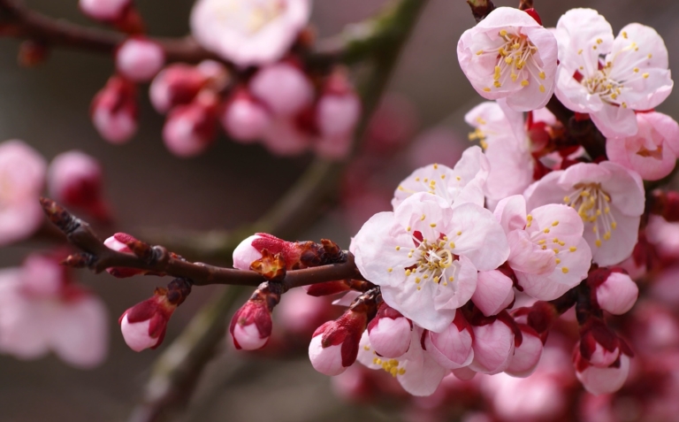 桜の写真!100枚の美しい写真を無料で