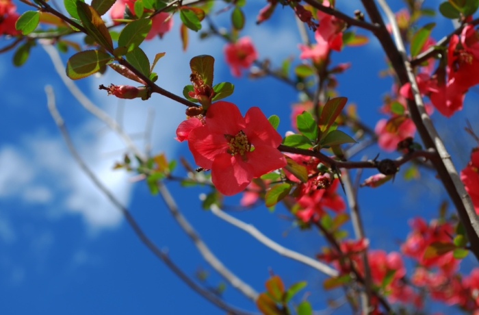 sakura in bloom 93