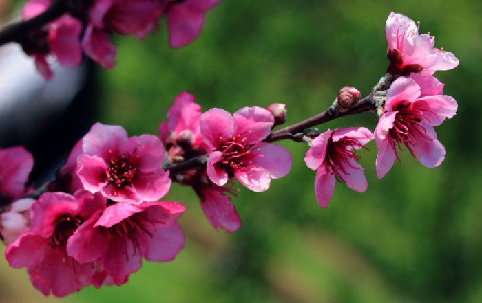 sakura in bloom 94