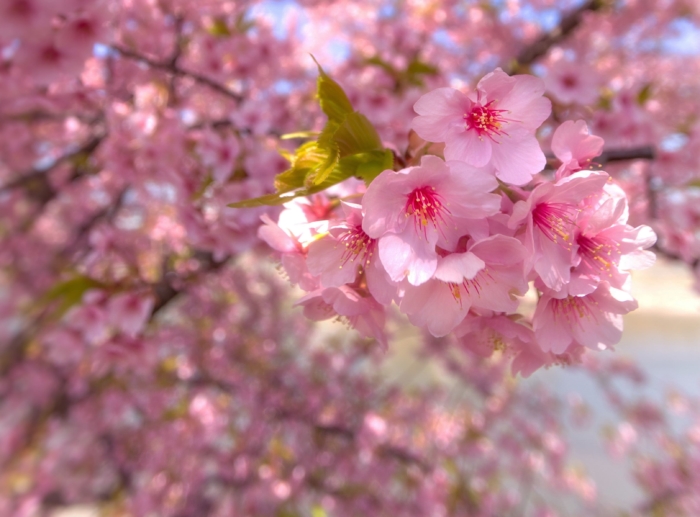 sakura in bloom 95