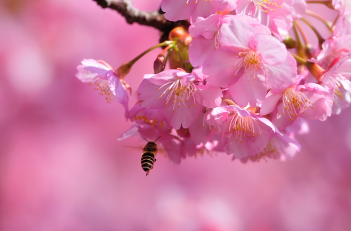 sakura in bloom 96