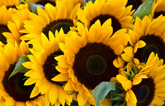 Schöne Fotos von Sonnenblumen