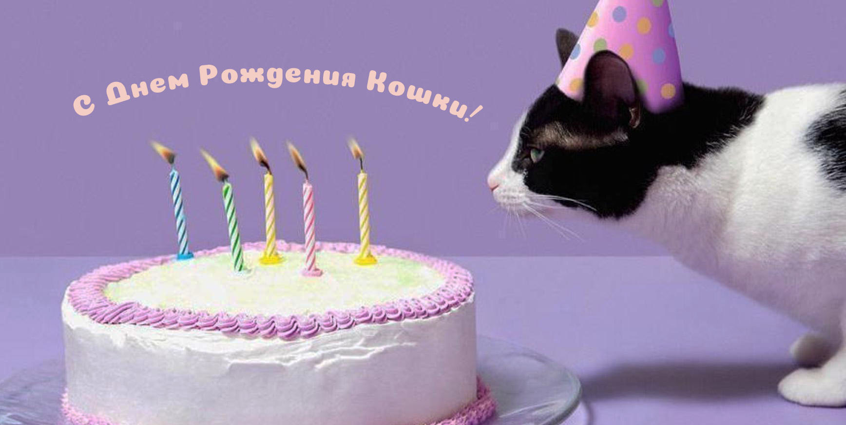 День рождения у кошки