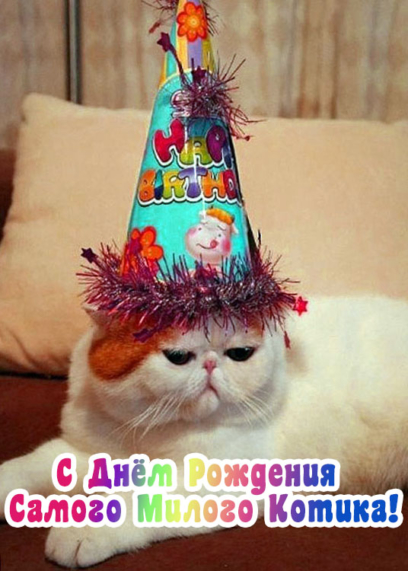 С Днём Рождения Кота - 50 праздничных картинок